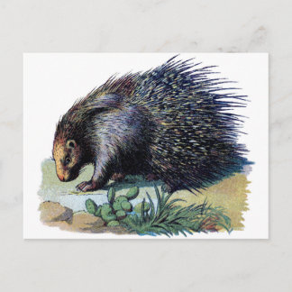 Cartão postal - Porcupine
