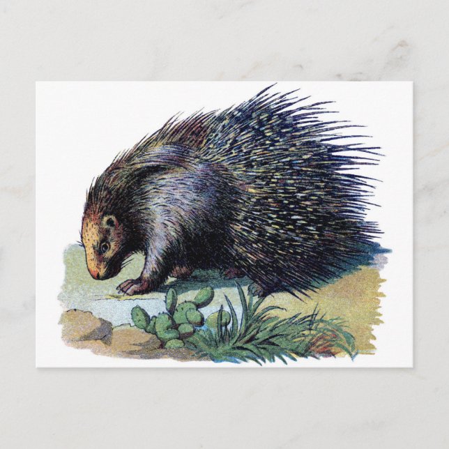 Cartão postal - Porcupine (Frente)