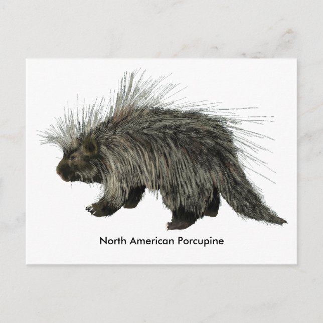 Cartão Postal Porcupine (Frente)
