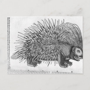 Cartão Postal Porcupine, de "Historia Animalium"