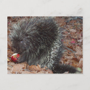Cartão Postal Porcupine e Apple