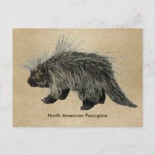 Cartão Postal Porcupine Em Papel Antigo