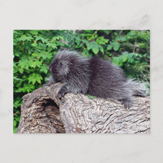 Cartão Postal Porcupine Lounging