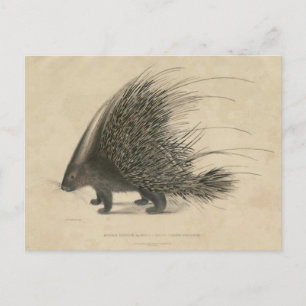 Cartão Postal Porcupine Pinto Indiano
