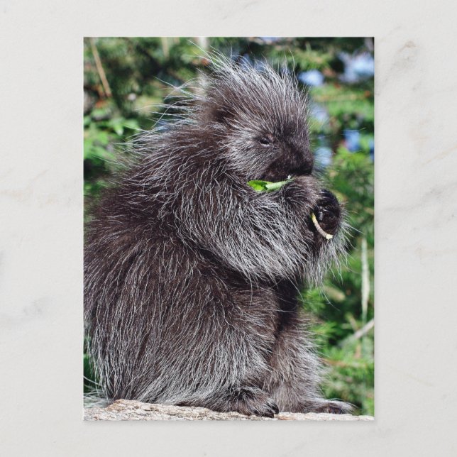 Cartão Postal Porcupine Snacking (Frente)