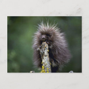 Cartão Postal Porcupine-Summer-Young