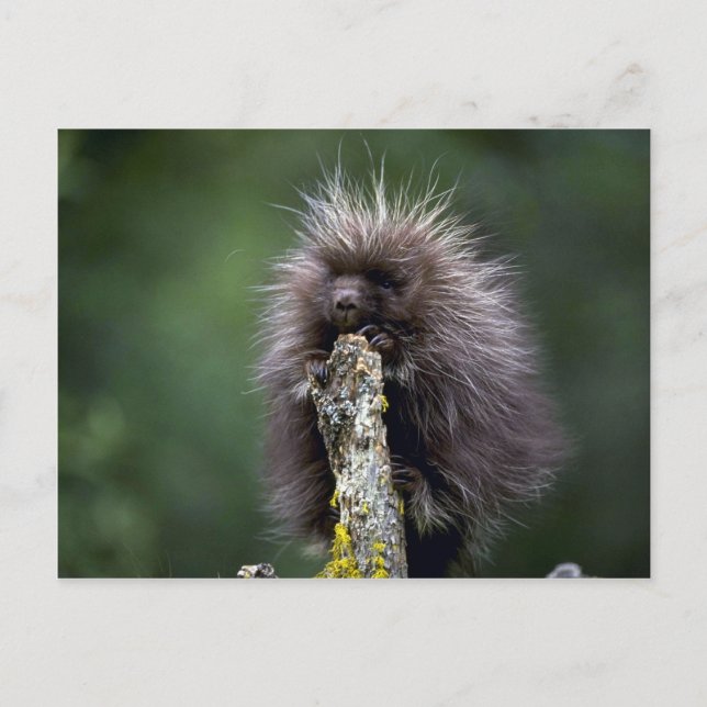 Cartão Postal Porcupine-Summer-Young (Frente)