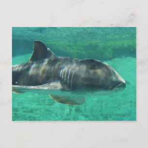 Cartão Postal Port Jackson Shark
