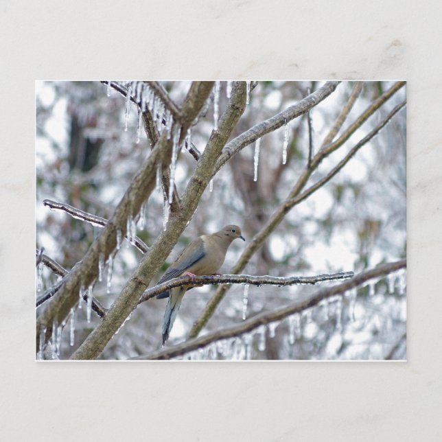 Cartão Postal Porta de luto (Frente)