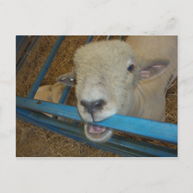 Cartão Postal Porta de mastigação de ovelha (Frente)