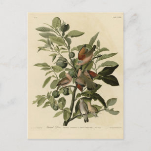 Cartão Postal Porta-Terras Comum das Aves da América de Audubon