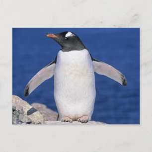 Cartão Postal Pôrto do Pinguim-de-gentoo (Pygoscelis papua)