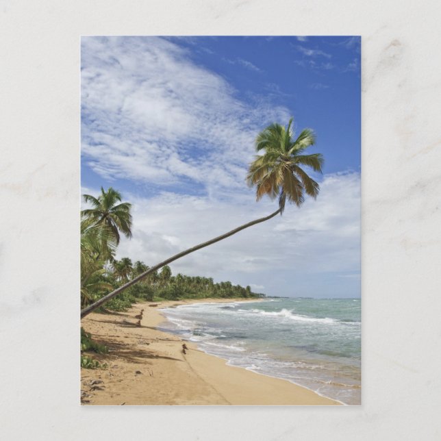 Cartão Postal Porto Rico. Tres Palmitas Beach Porto Rico (Frente)