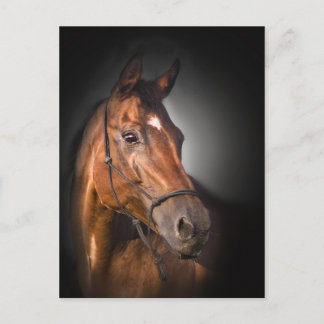 Cartão Postal Portrait of a bay thoroughbred