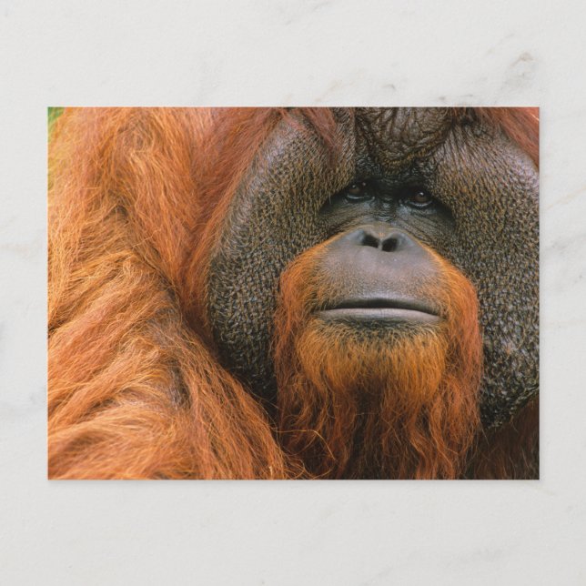 Cartão Postal Portrait of Orang-utang Male, Georgia, USA (Frente)