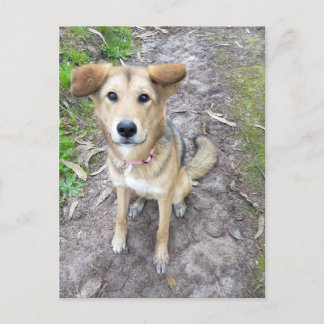 Cartão Postal Portuguese Akita and German Shepherd mix female