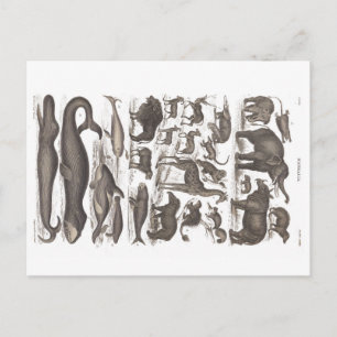 Cartão Postal Pós-cartão Vintage História Natural Mamíferos