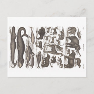Cartão Postal Pós-cartão Vintage História Natural Mamíferos