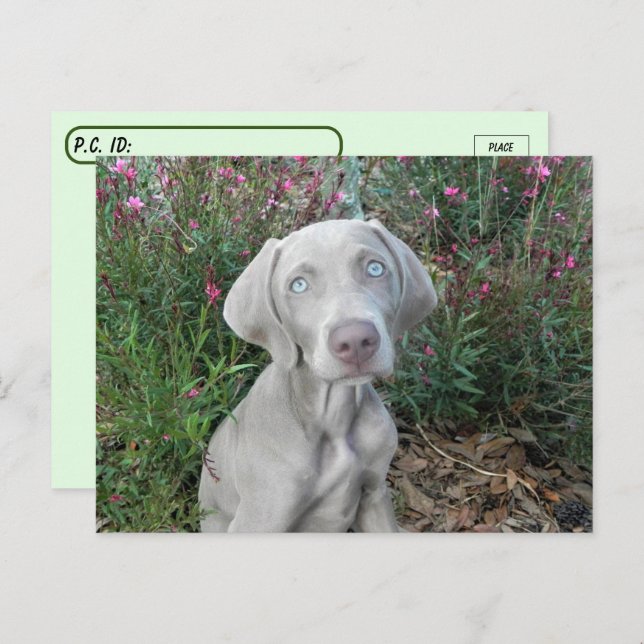 Cartão Postal Pós-cruzamento do Partido do Jardim do Brooklyn -  (Frente/Verso)