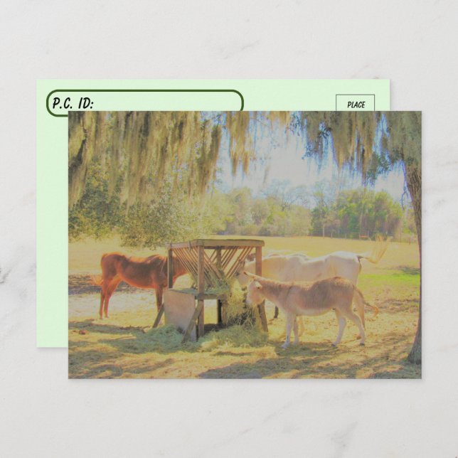 Cartão Postal Pós-travessia =A estação de alimentação 2 cavalos  (Frente/Verso)