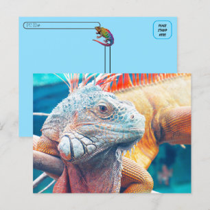 Cartão Postal Pós-travessia - Cartão-postal Bonito iguana