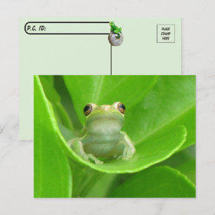 Cartão Postal Pós-travessia = Cartão-postal de Sapo de Árvore Cu