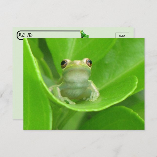 Cartão Postal Pós-travessia = Cartão-postal de Sapo de Árvore Cu (Frente/Verso)