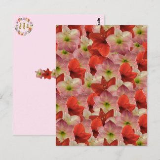 Cartão Postal Pós-travessia - Cartão-postal Floral Amaryllis