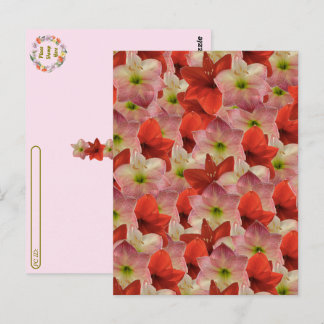 Cartão Postal Pós-travessia - Cartão-postal Floral Amaryllis
