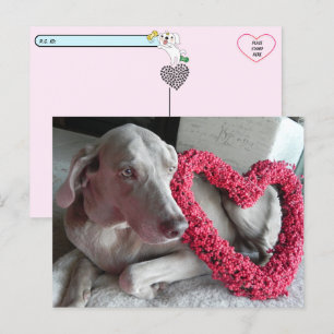 Cartão Postal Pós-travessia Chover o Amor do Wiemaraner