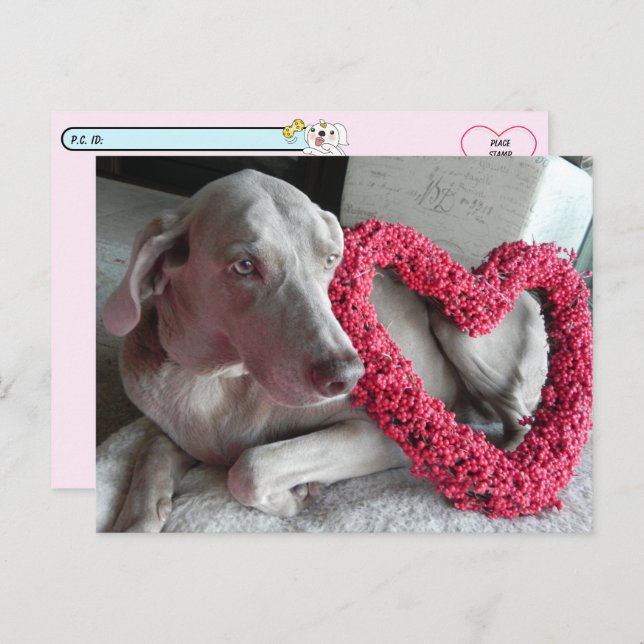 Cartão Postal Pós-travessia Chover o Amor do Wiemaraner (Frente/Verso)