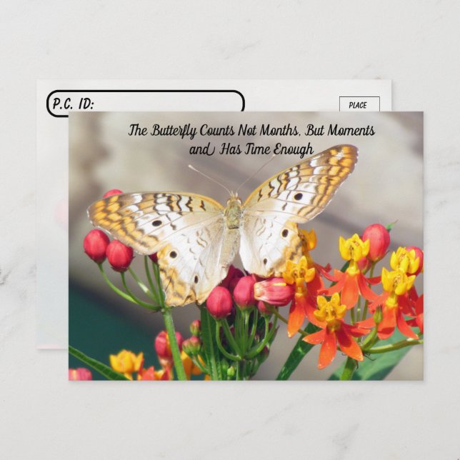 Cartão Postal Pós-travessia - Citação da Borboleta Branca de Pea (Frente/Verso)