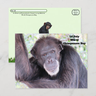 Cartão Postal Pós-travessia do Dia Mundial do Chimpanzé - 14 de