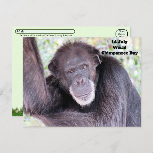 Cartão Postal Pós-travessia do Dia Mundial do Chimpanzé - 14 de  (Frente/Verso)