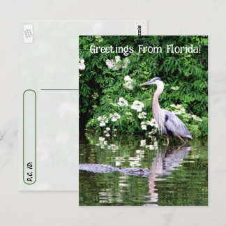 Cartão Postal Pós-travessia do Excelente Blue Heron e Alligator