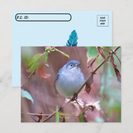 Cartão Postal Pós-travessia do pássaro do quintal da Cinza azul