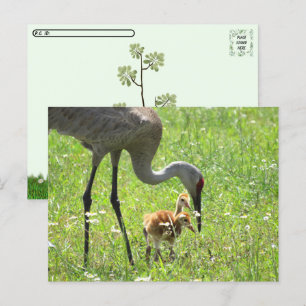 Cartão Postal Pós-travessia - Sandhill Crane e 2 Colts (pintinho