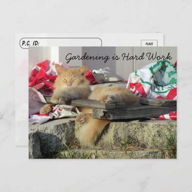 Cartão Postal Pós-travessia - Simba o Cartão-postal do Gato (Frente/Verso)