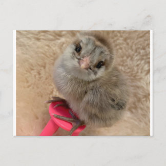 Cartão Postal Pose como um frango