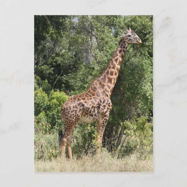 Cartão Postal pose de girafa (Frente)