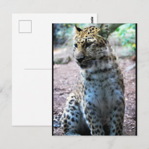 Cartão Postal Pose de leopardo