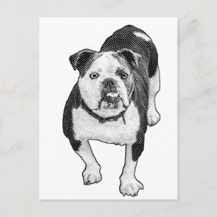 Cartão Postal Pose Frontal, Nota de Bulldog Calmo