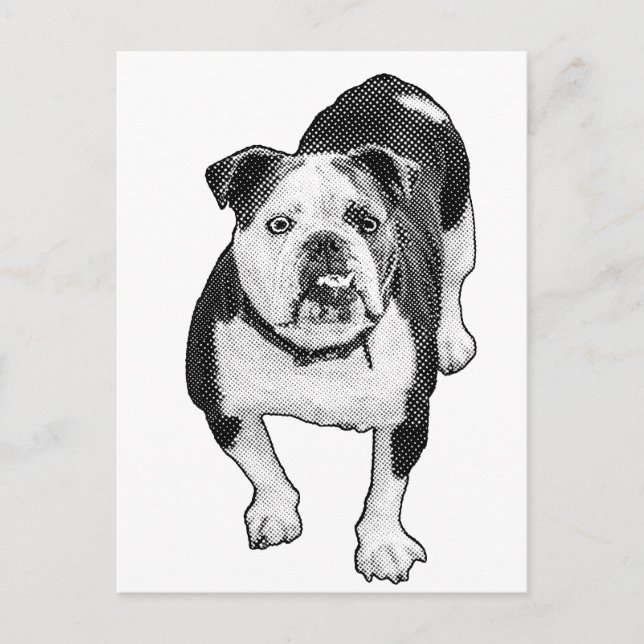 Cartão Postal Pose Frontal, Nota de Bulldog Calmo (Frente)