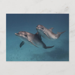 Cartão Postal Pose Reprodutiva