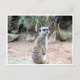 Cartão Postal posição meerkat