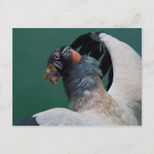 Cartão Postal Posicionando abutre