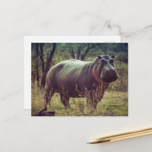 Cartão Postal Posicionando Hippo na Câmara na Folhagem da África
