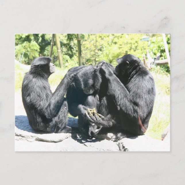 Cartão Postal Posso escolher seu cérebro? (Frente)