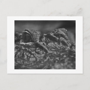 Cartão Postal POST CARD American Alligator - North Carolina