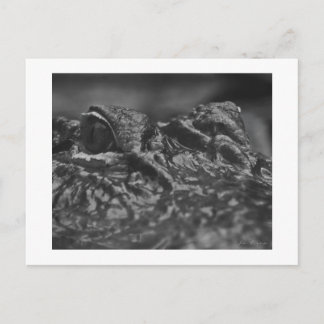 Cartão Postal POST CARD American Alligator - North Carolina